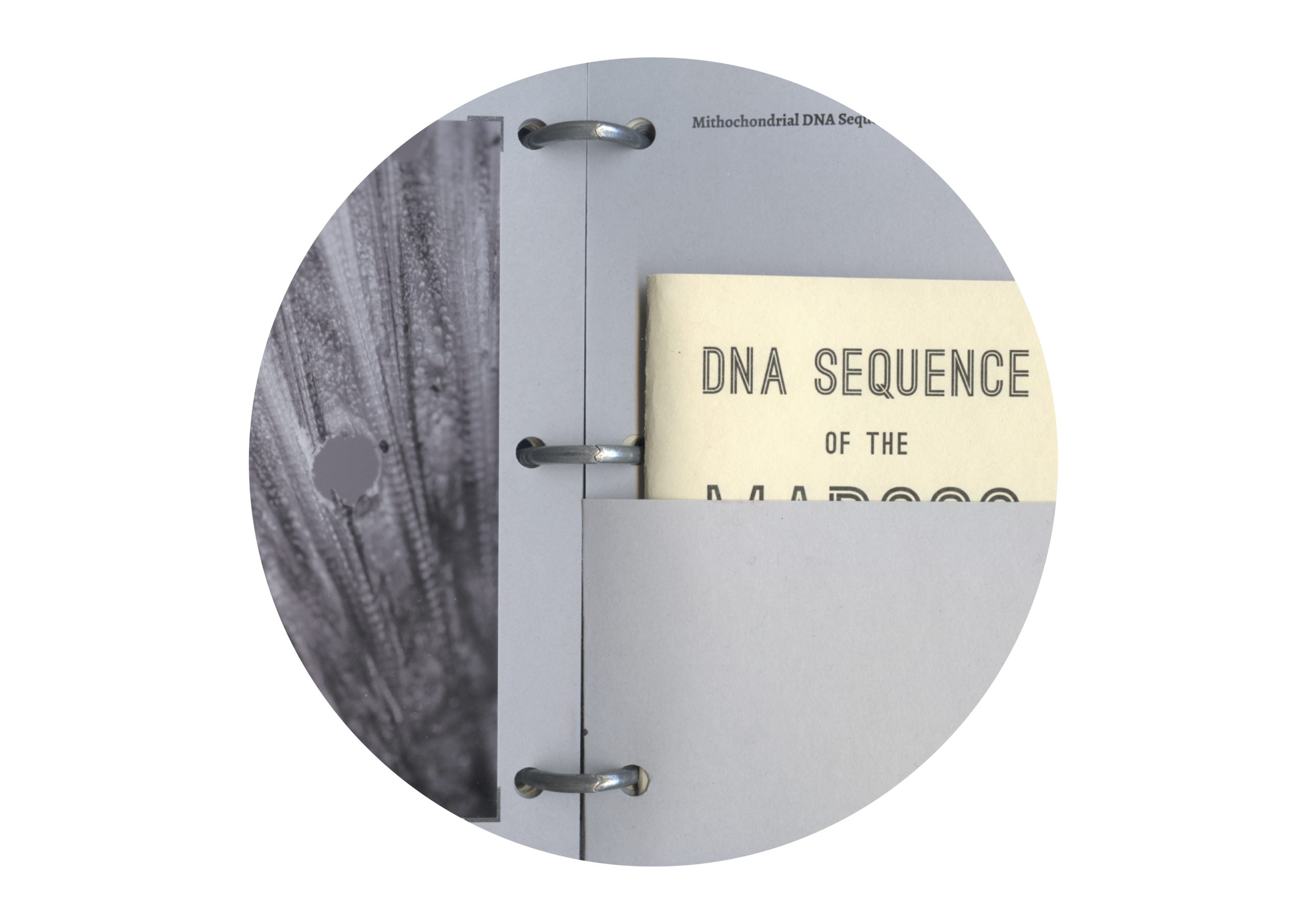 De-Extinction Mermaids and the Future of an Interspecies Library image 0